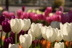 チューリップ-3