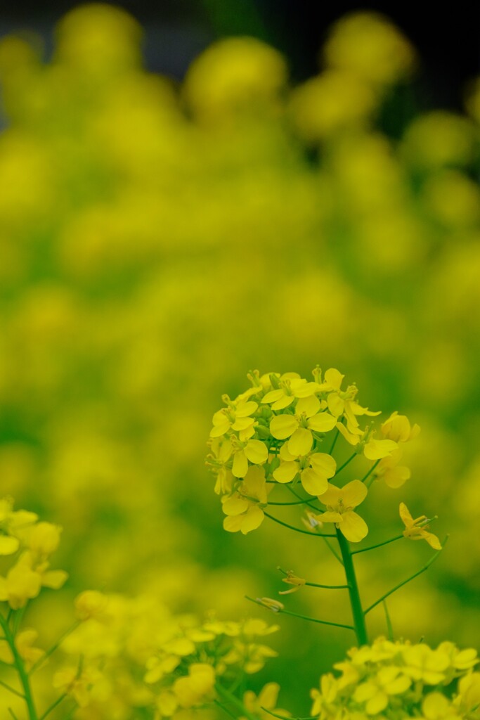 菜の花