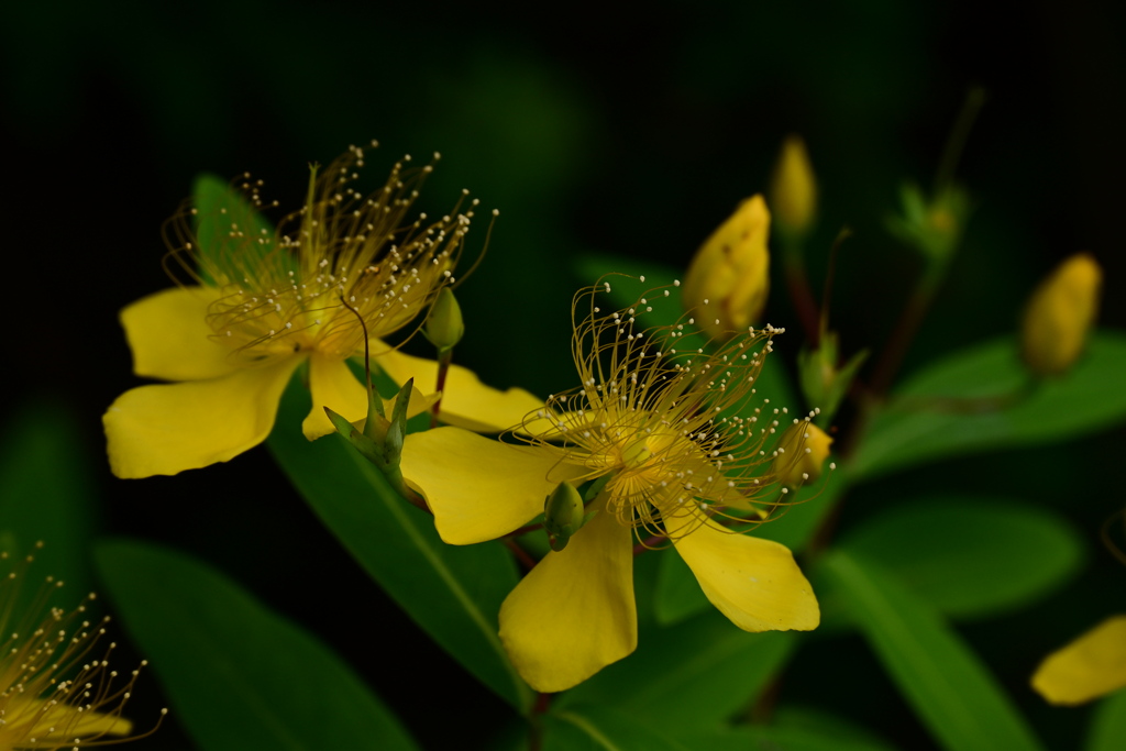 セイヨウオトギリ