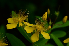 セイヨウオトギリ