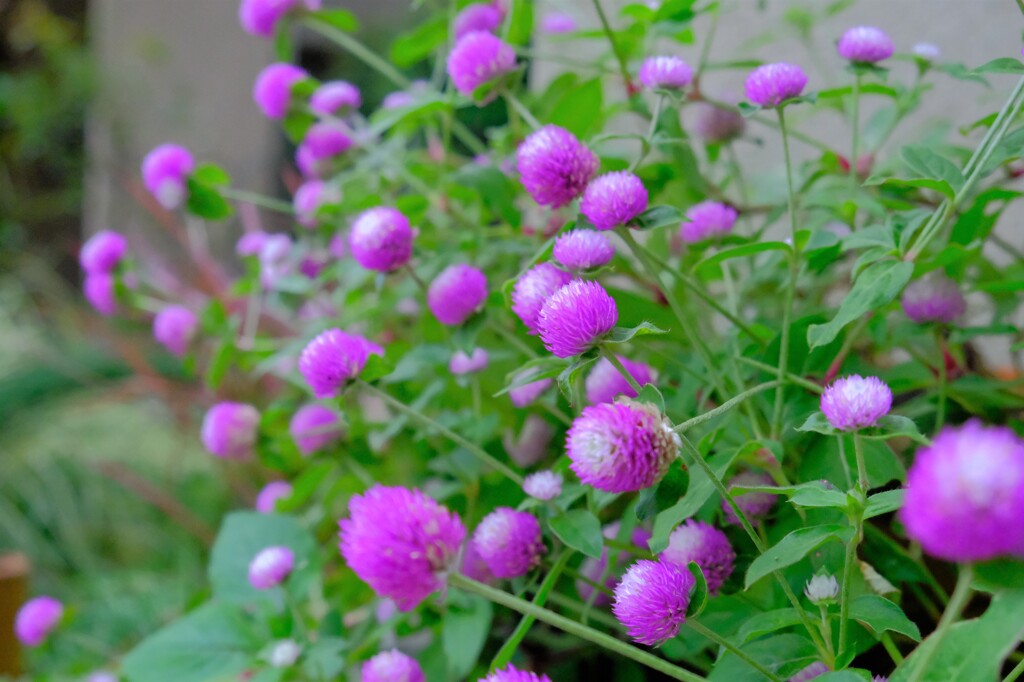 散歩の途中で。Ⅲ