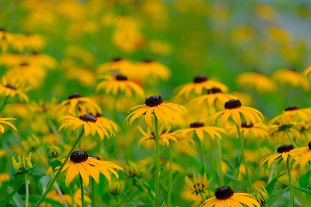 散歩の途中で。