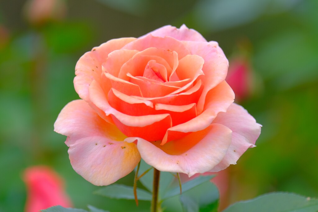 散歩の途中で、⑦