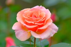 散歩の途中で、⑦