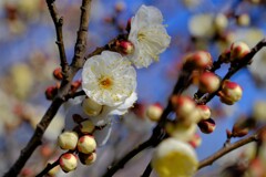 散歩の途中で。Ⅴ