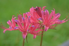 散歩の途中で。①