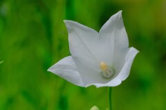 散歩の途中で。Ⅴ