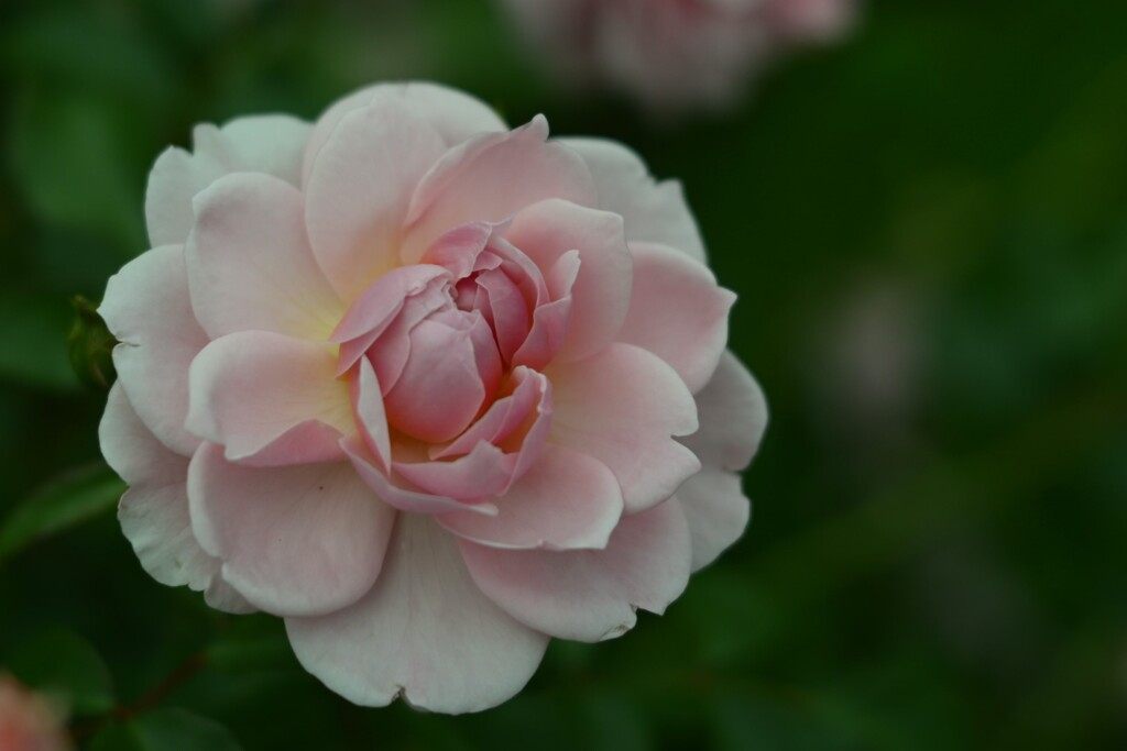 薔薇-10