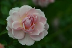 薔薇-10