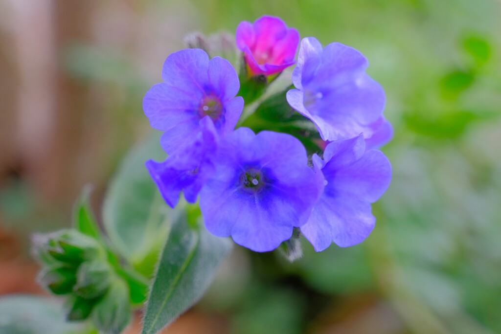 散歩の途中で。Ⅲ