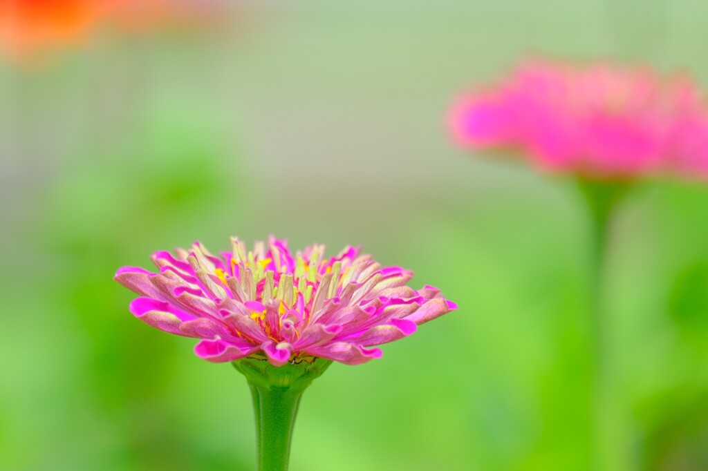 散歩の途中で。