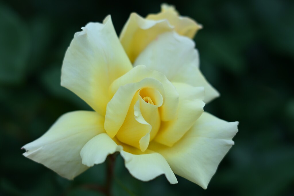 薔薇-3