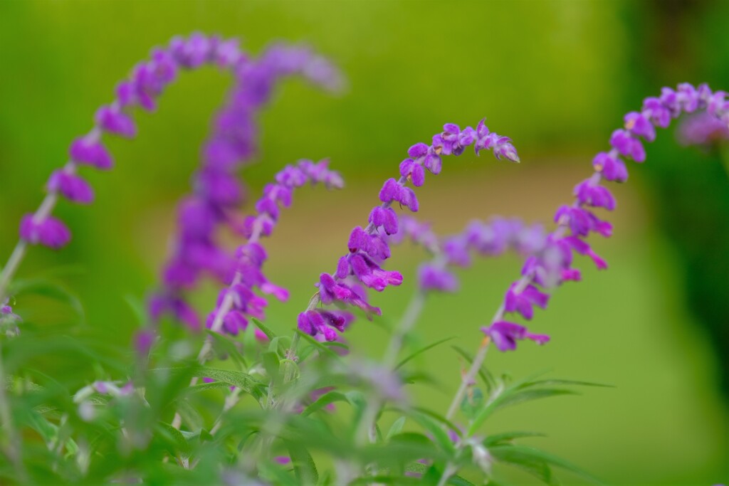 散歩の途中で。6