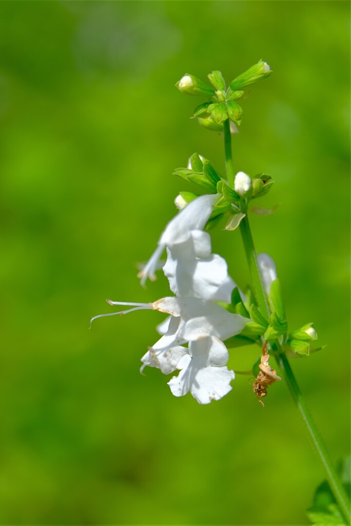 散歩の途中で。Ⅰ