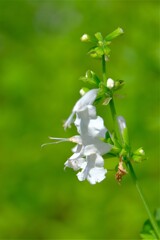 散歩の途中で。Ⅰ