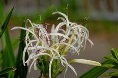 DSCF7396