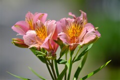 散歩の途中で。５