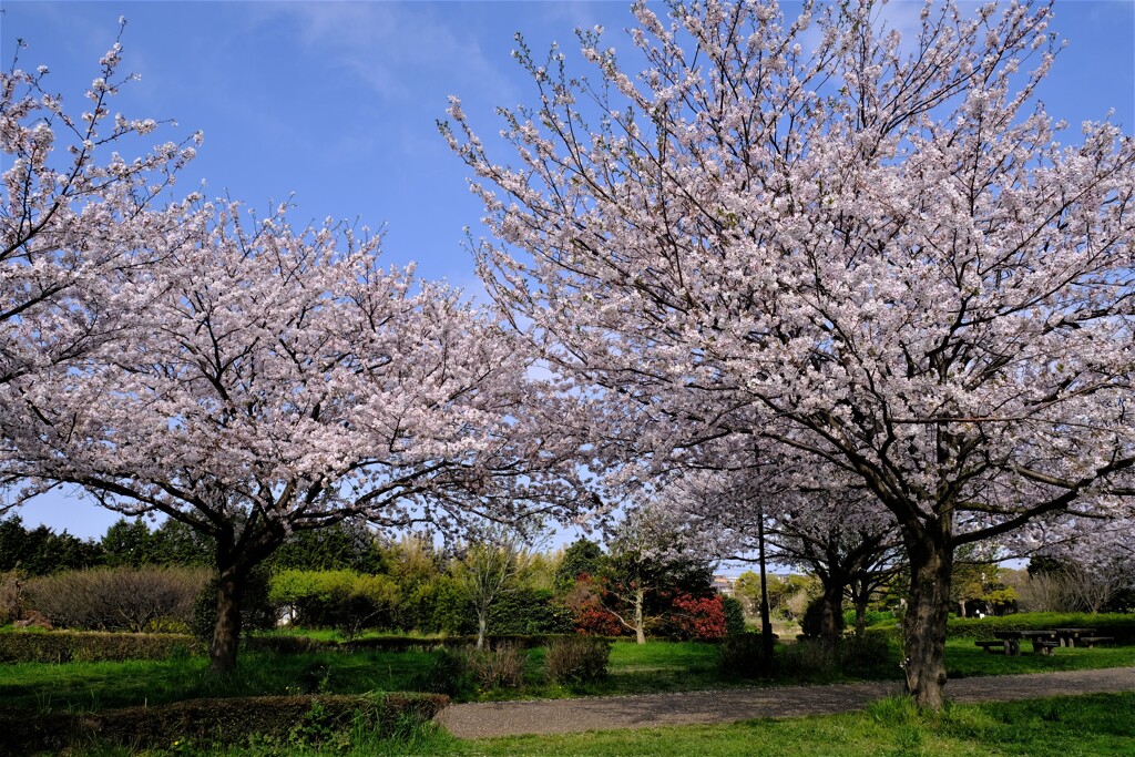 桜(藤沢引地川親水公園）10