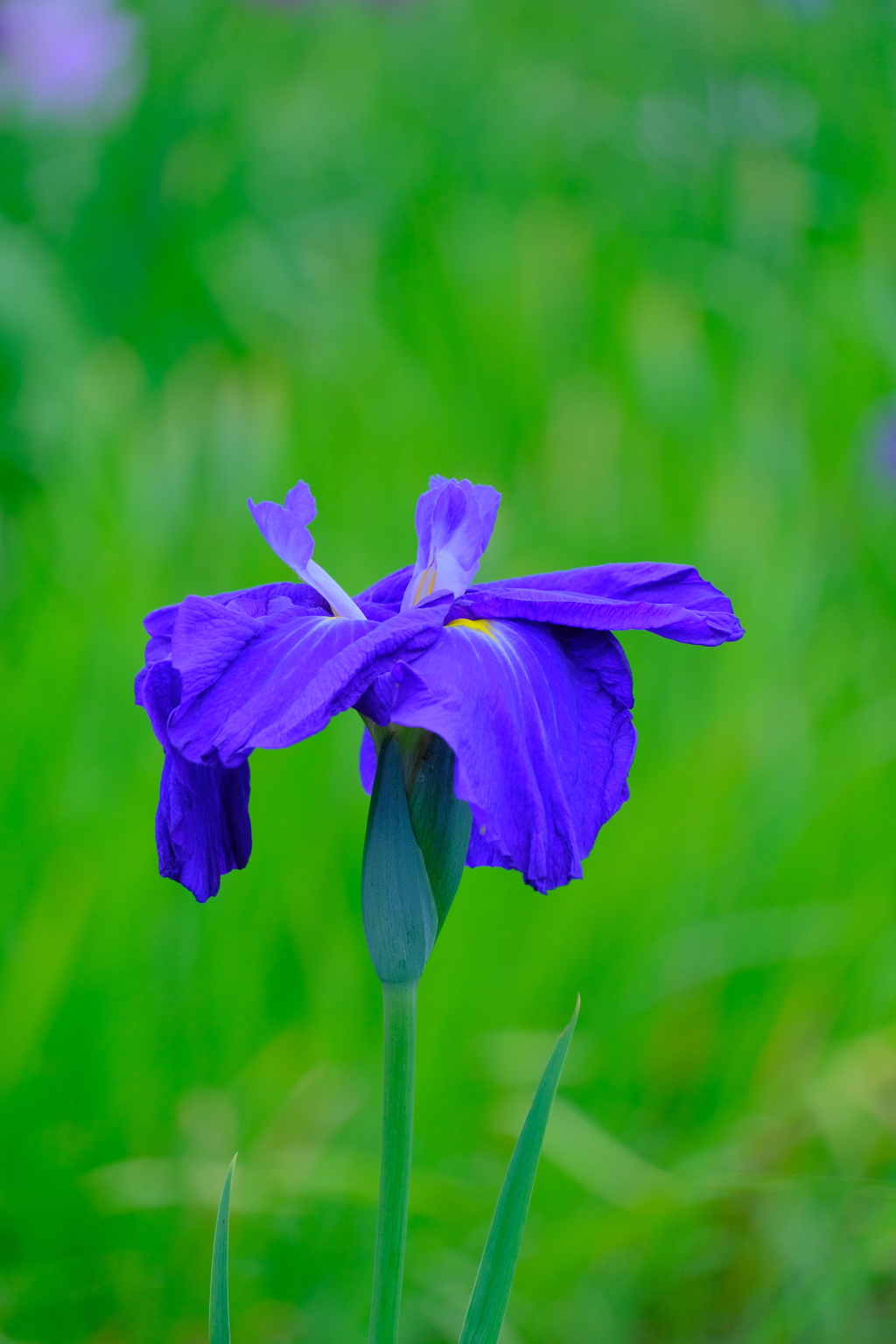 散歩の途中で。9