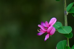 ハギ