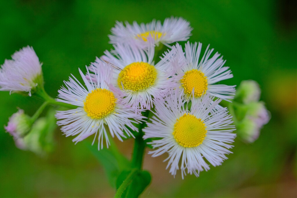 散歩の途中で。⑨