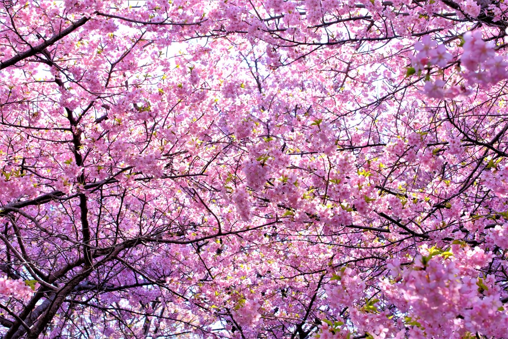 散歩の途中で。⑥