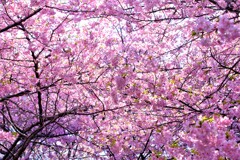 散歩の途中で。⑥