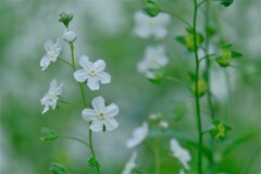 散歩の途中で。（２）