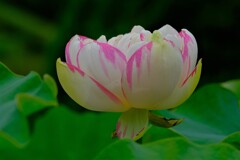 散歩の途中で。Ⅲ