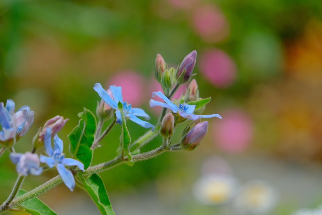 散歩の途中で。④
