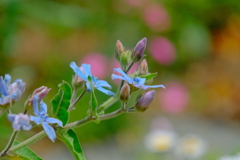 散歩の途中で。④