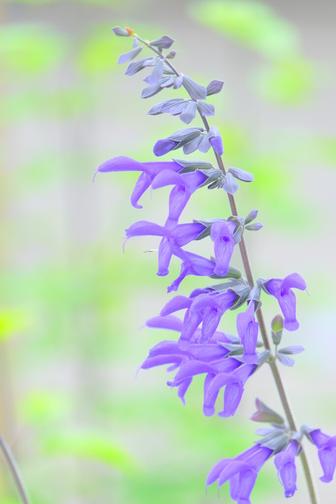 (2)散歩の途中で。-3