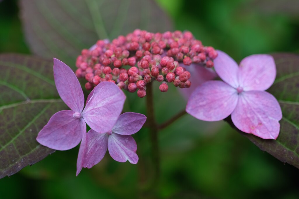 散歩の途中で。6