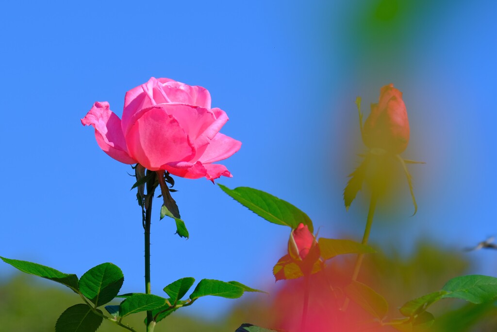 散歩の途中で。⑧