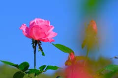 散歩の途中で。⑧