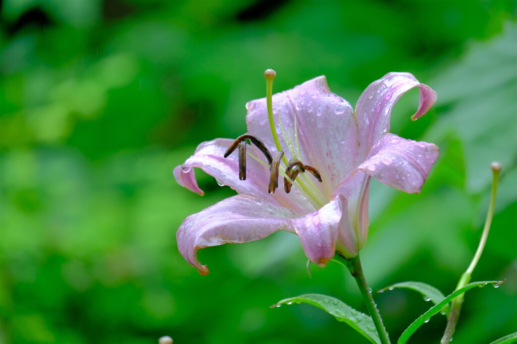 散歩の途中で。１