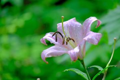 散歩の途中で。１