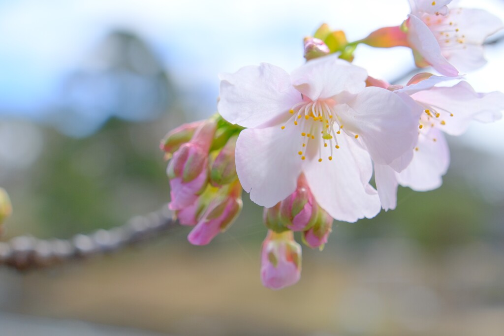 桜