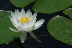 散歩の途中で。