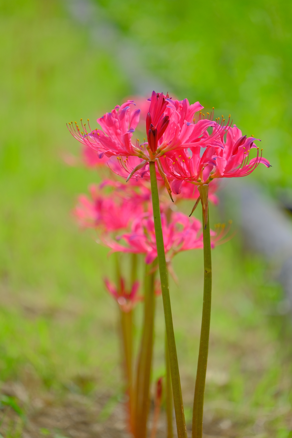 散歩の途中で。Ⅹ