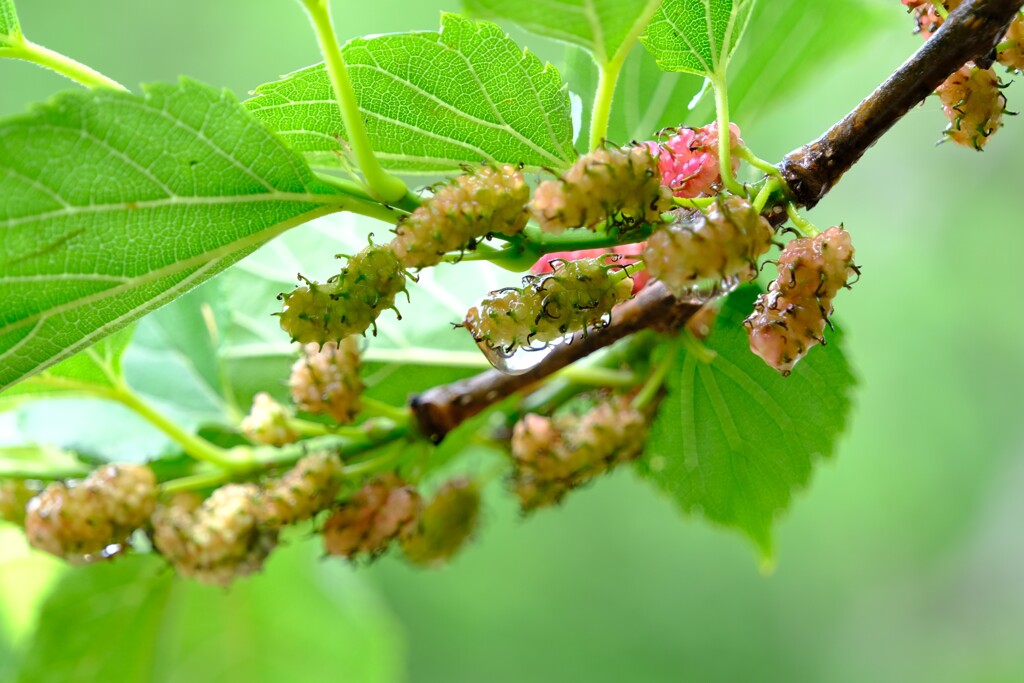 散歩の途中で。⑪