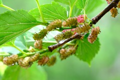 散歩の途中で。⑪