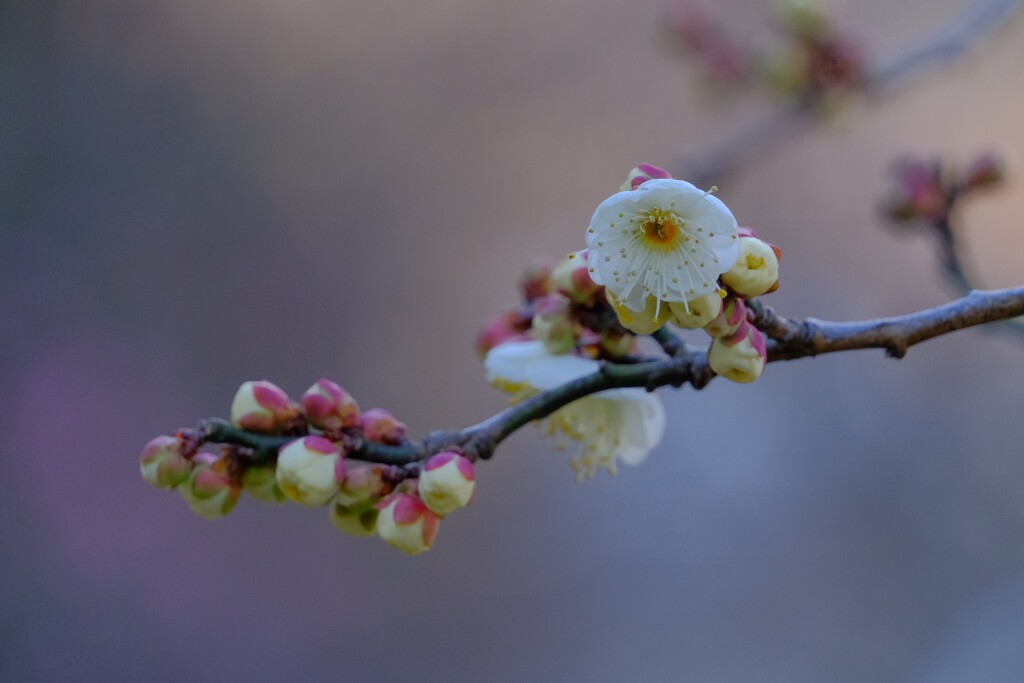 散歩の途中で。3