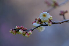 散歩の途中で。3