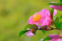 散歩の途中で、②