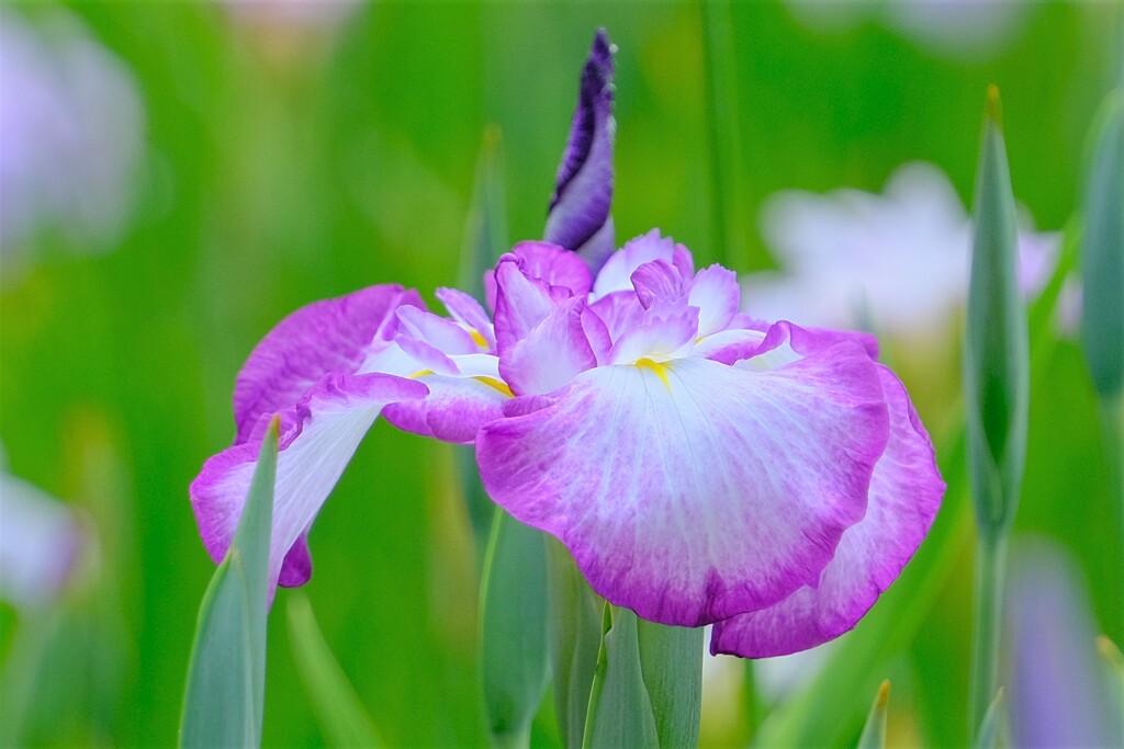 散歩の途中で。④