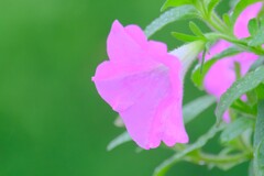 散歩の途中で。