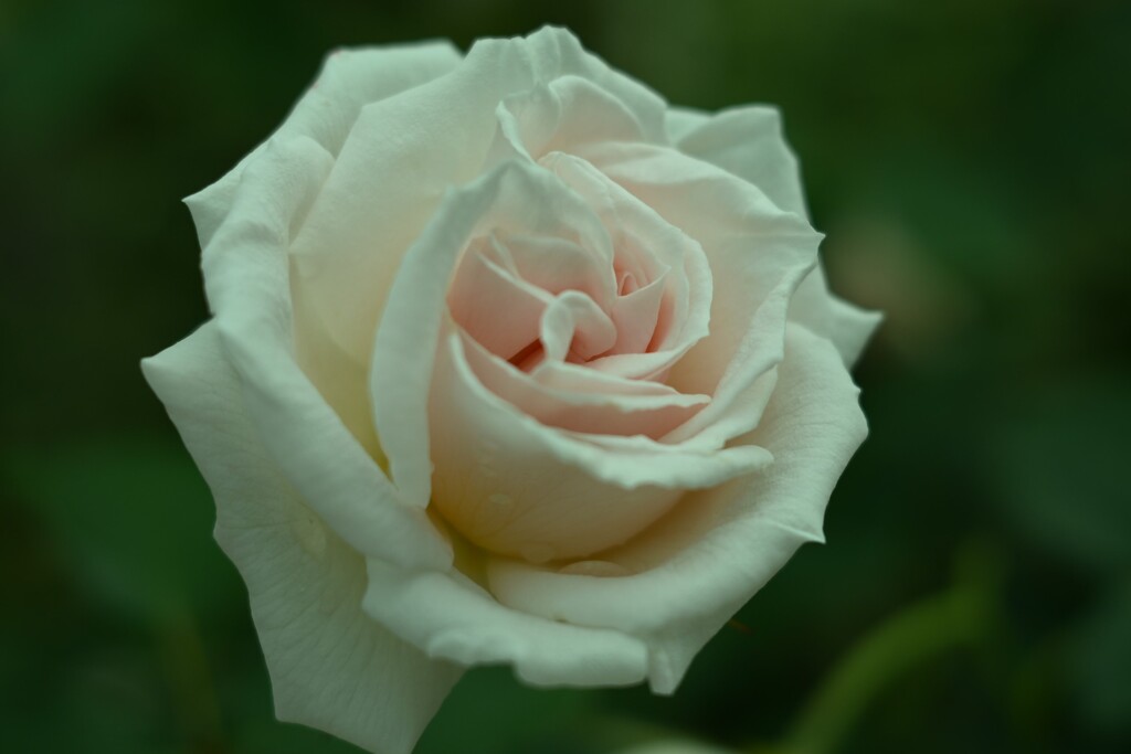 薔薇