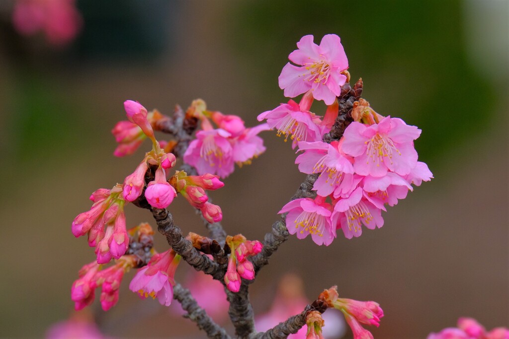 散歩の途中で。①