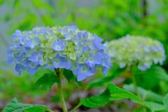 アジサイ